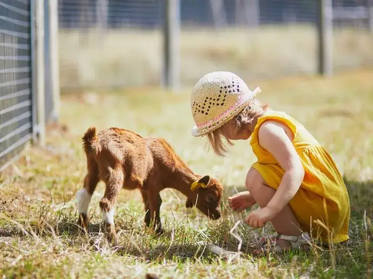 Zagadki o zwierzętach wiejskich, które angażują dzieci i rozwijają umiejętności
