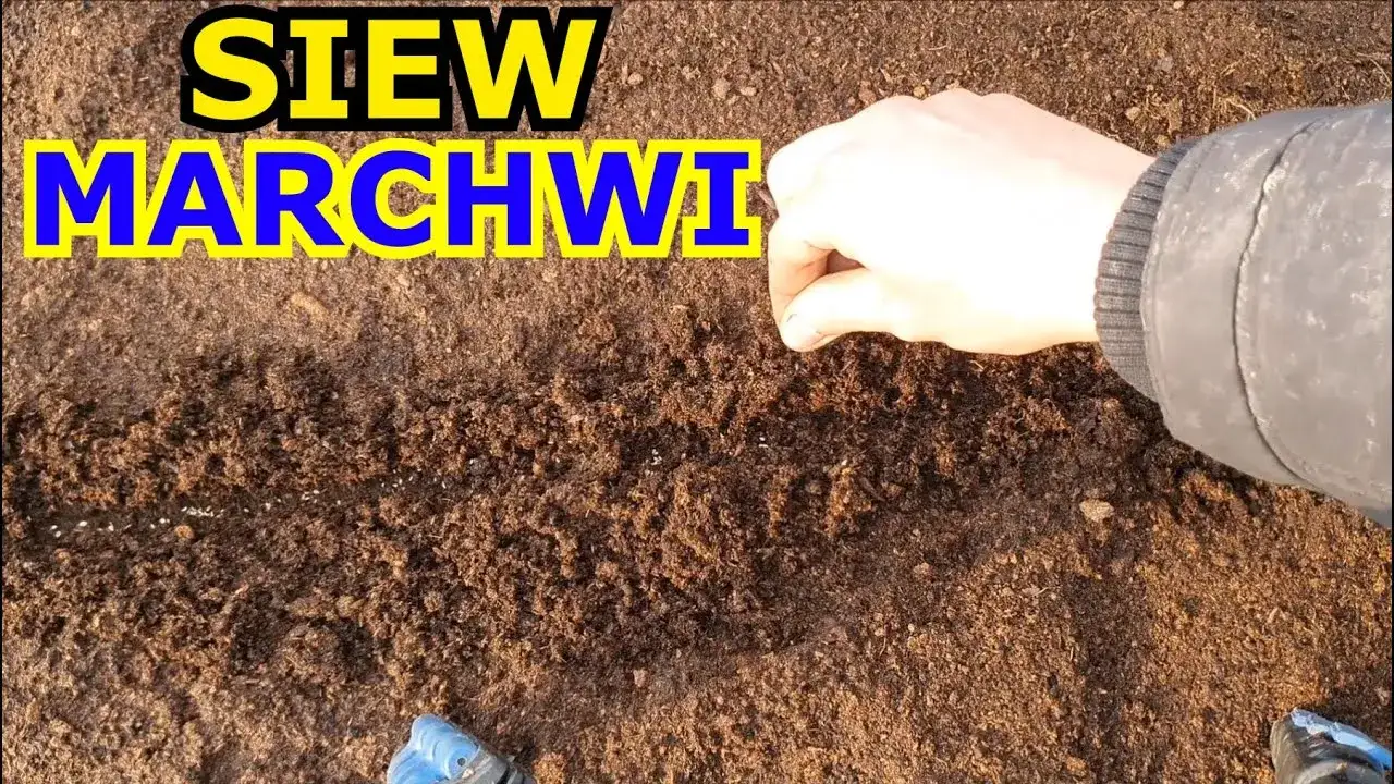 Jak sadzić marchewkę - uniknij najczęstszych błędów w uprawie