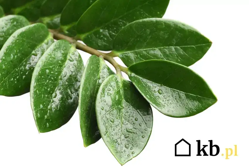 Zamiokulkas trujący? Fakty, objawy i bezpieczna pielęgnacja w domu