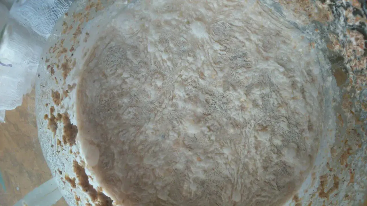 Jak wygląda zepsuty zakwas na chleb? Oznaki, które musisz znać