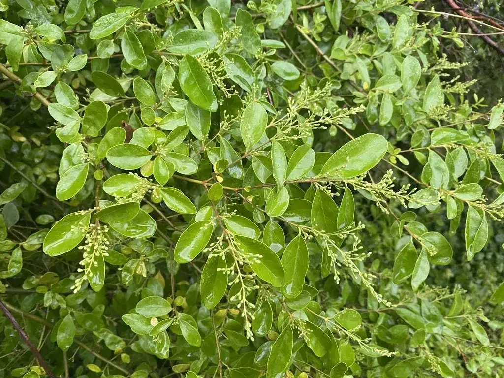 Jaki nawóz do ligustra? Odkryj najlepsze opcje dla zdrowego wzrostu