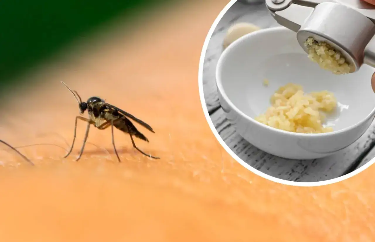 Ziemiórki na skórze i czosnek granulowany na ziemiórki wyciskany przez praskę do miseczki.