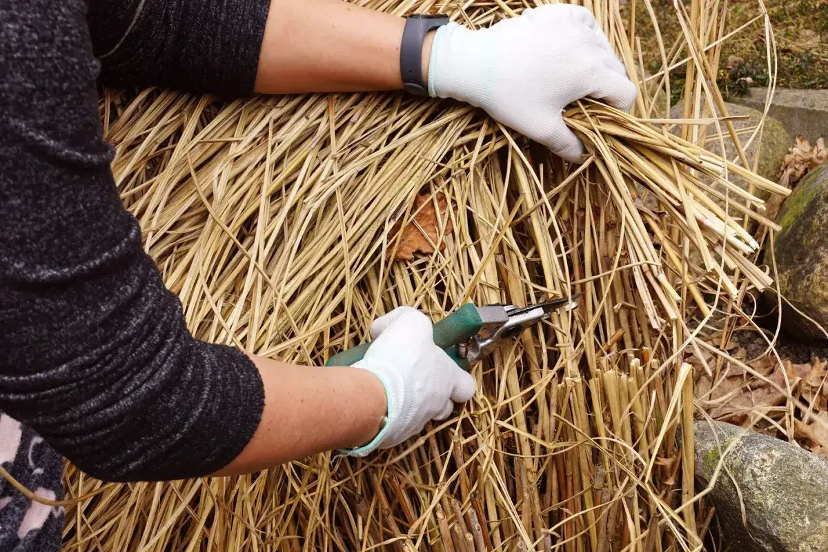 Ręce w białych rękawiczkach przycinają suche trawy, kiedy przycinamy miskanty. Sekator tnie grube źdźbła.
