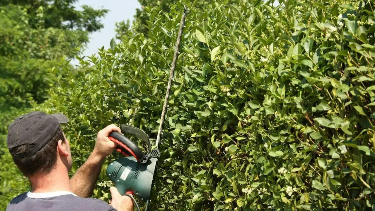 Ligustr ile od płotu? Optymalna odległość i prawo sąsiedzkie