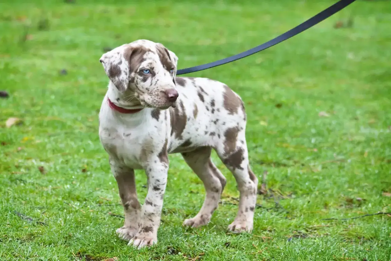 Młody pies rasy catahoula leopard z niebieskimi oczami i cętkowanym futrem stoi na mokrej trawie, na smyczy.