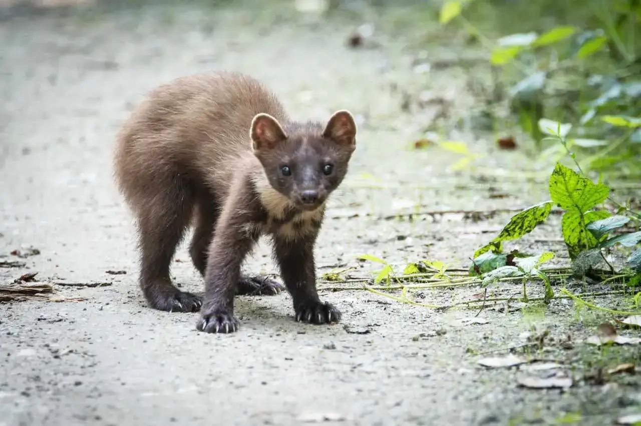 Młoda kuna na ścieżce, z zaciekawieniem patrzy w obiektyw.