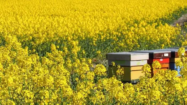 Biały miód z czego powstaje? Poznaj jego tajemnice i właściwości