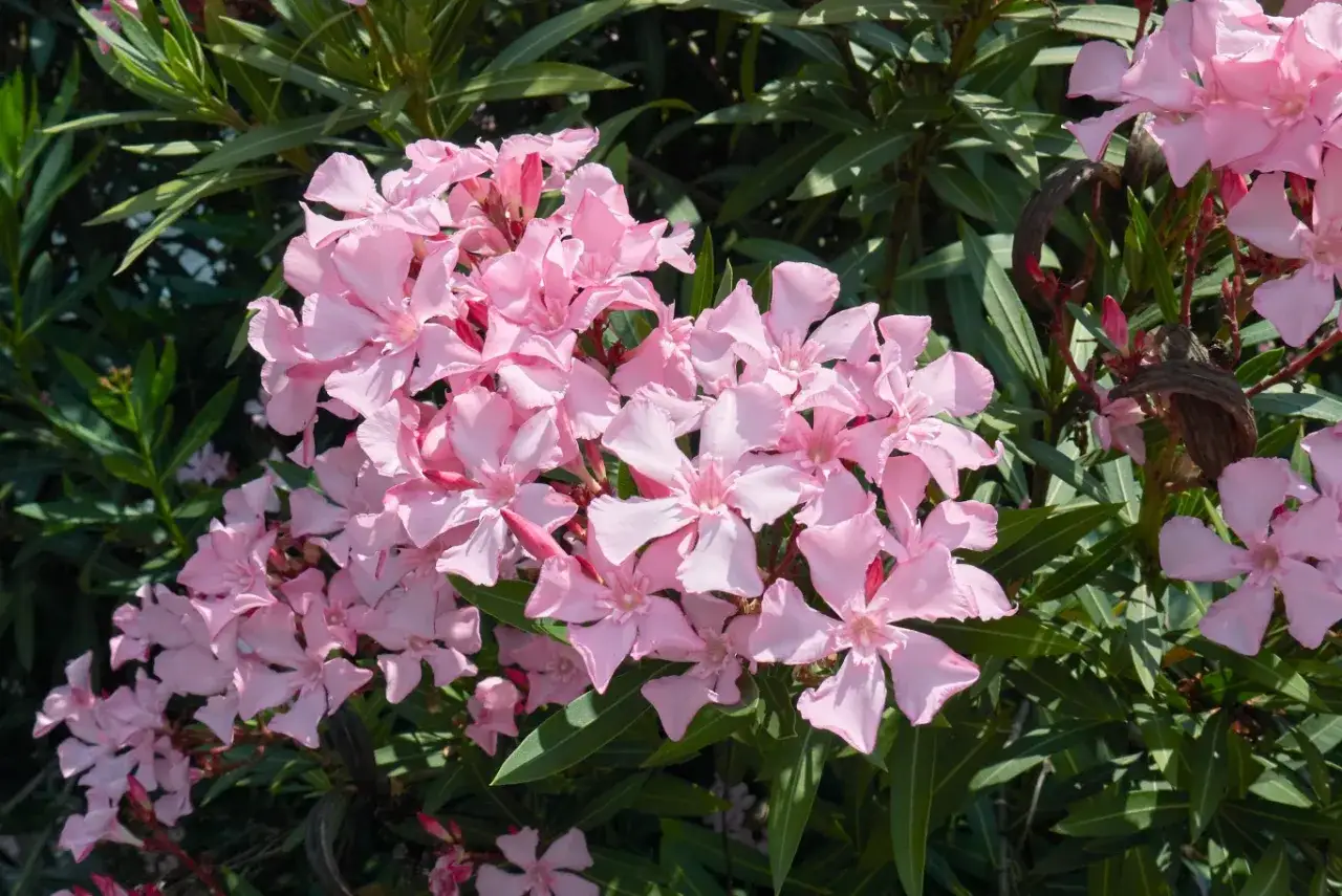 Oleander: Przycinanie krok po kroku. Kwitnij bujnie i bezpiecznie!