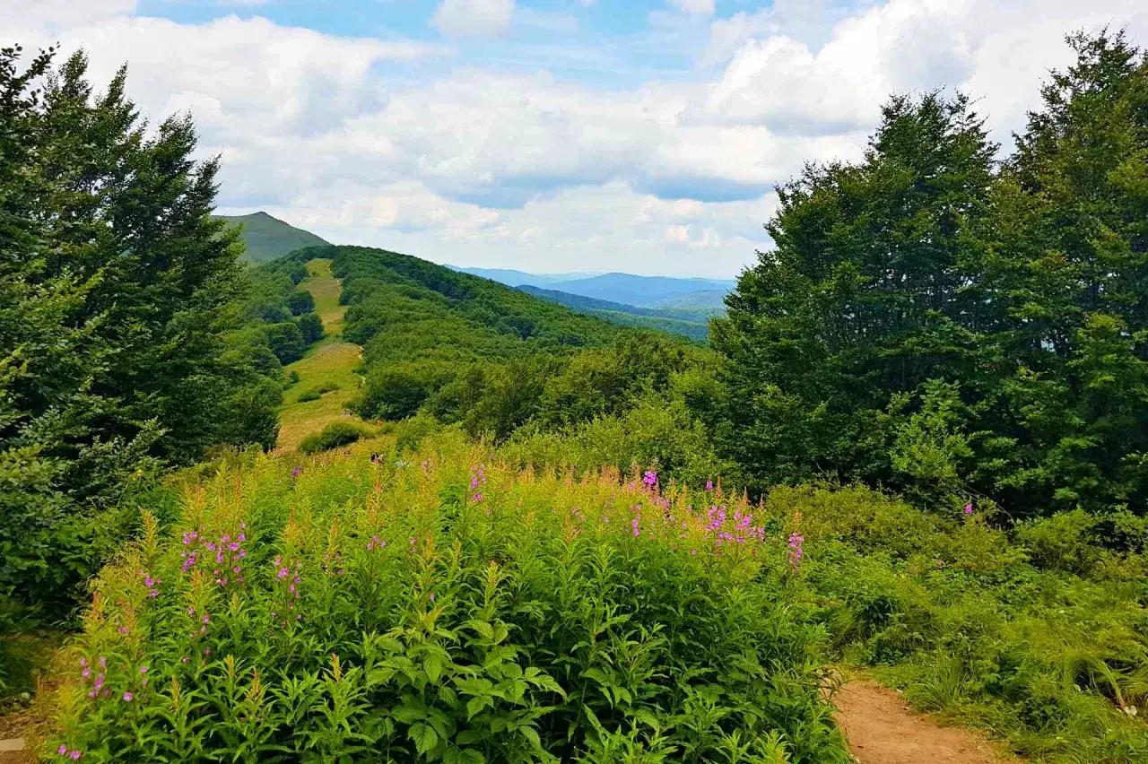 Twój przewodnik po Dworku Sanockim: Menu, noclegi, imprezy, Bieszczady