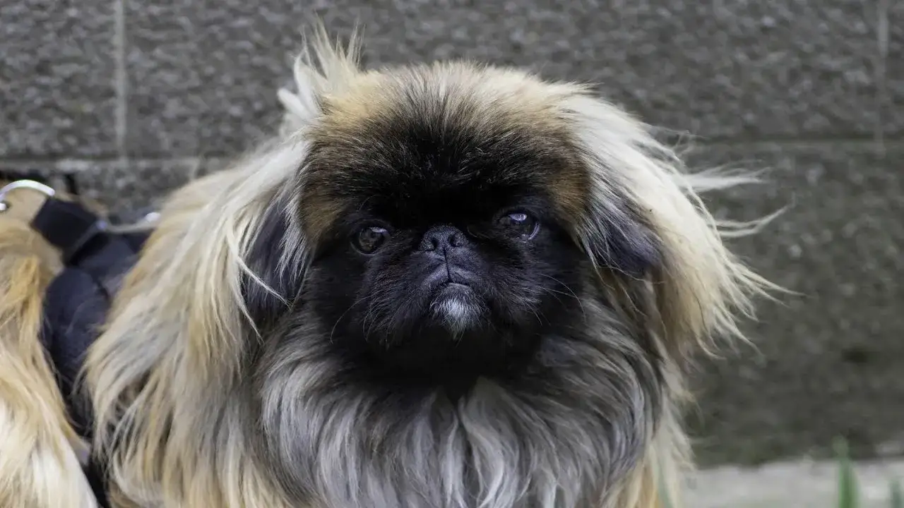 Pekińczyk włosy czy sierść - poznaj prawdę o jego futrze