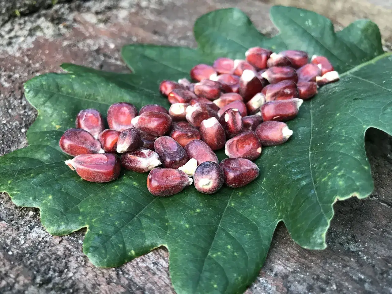 Czerwone ziarna kukurydzy, idealne jako jakie ziarna na ryby, leżą na zielonym liściu dębu.
