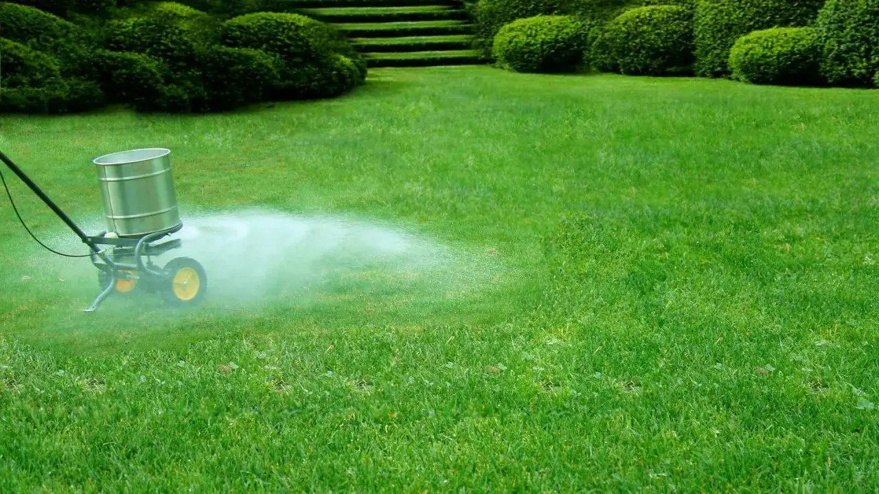 Rozsiewacz rozsypuje nawóz na trawnik. Zastanawiasz się, ile wapna na trawnik? To właśnie ten proces.