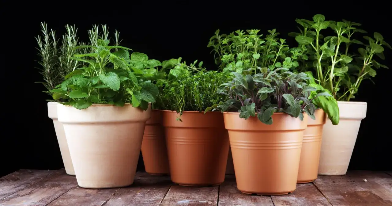 Zioła na energię w glinianych doniczkach: rozmaryn, melisa, tymianek, szałwia i mięta. Naturalny zastrzyk witalności.