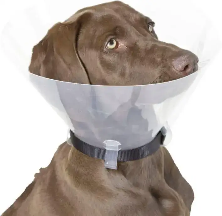 Ile kosztuje kołnierz dla psa? Ceny i opcje, które musisz znać