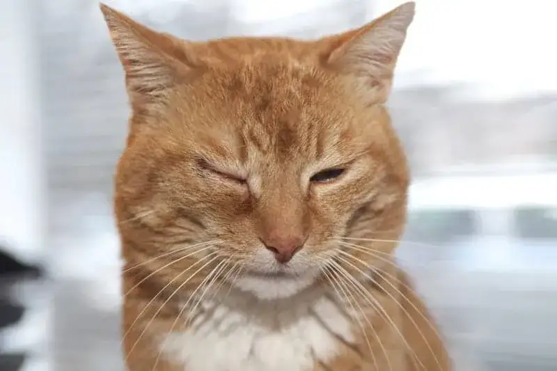 Uczulenie na sierść kota objawy - jak je rozpoznać i leczyć?