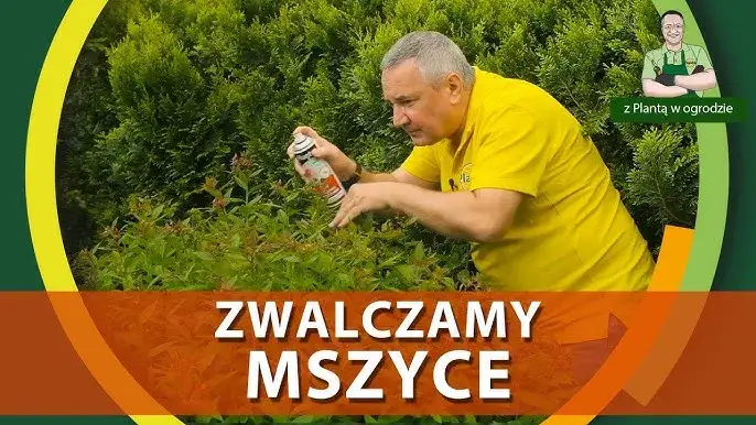 Jak skutecznie zwalczyć mokrzycę w ogrodzie? Poradnik