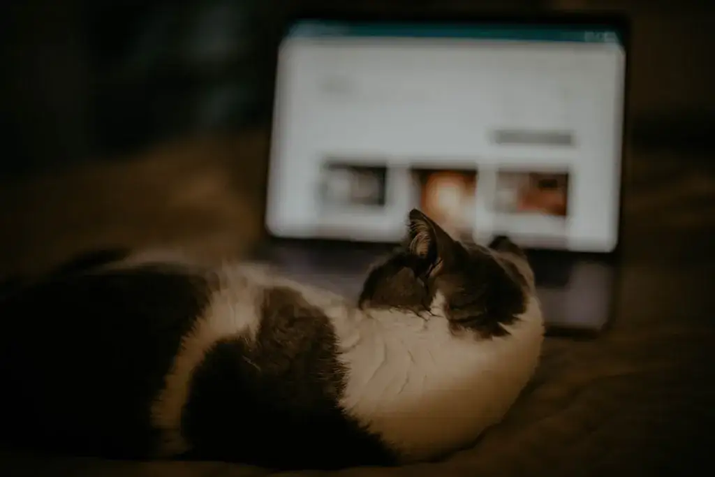 Zakup karmy dla kota przez internet