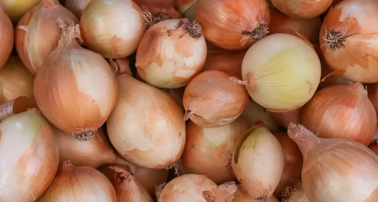 Czy pies może jeść cebulę? Poznaj niebezpieczeństwa dla zdrowia psa