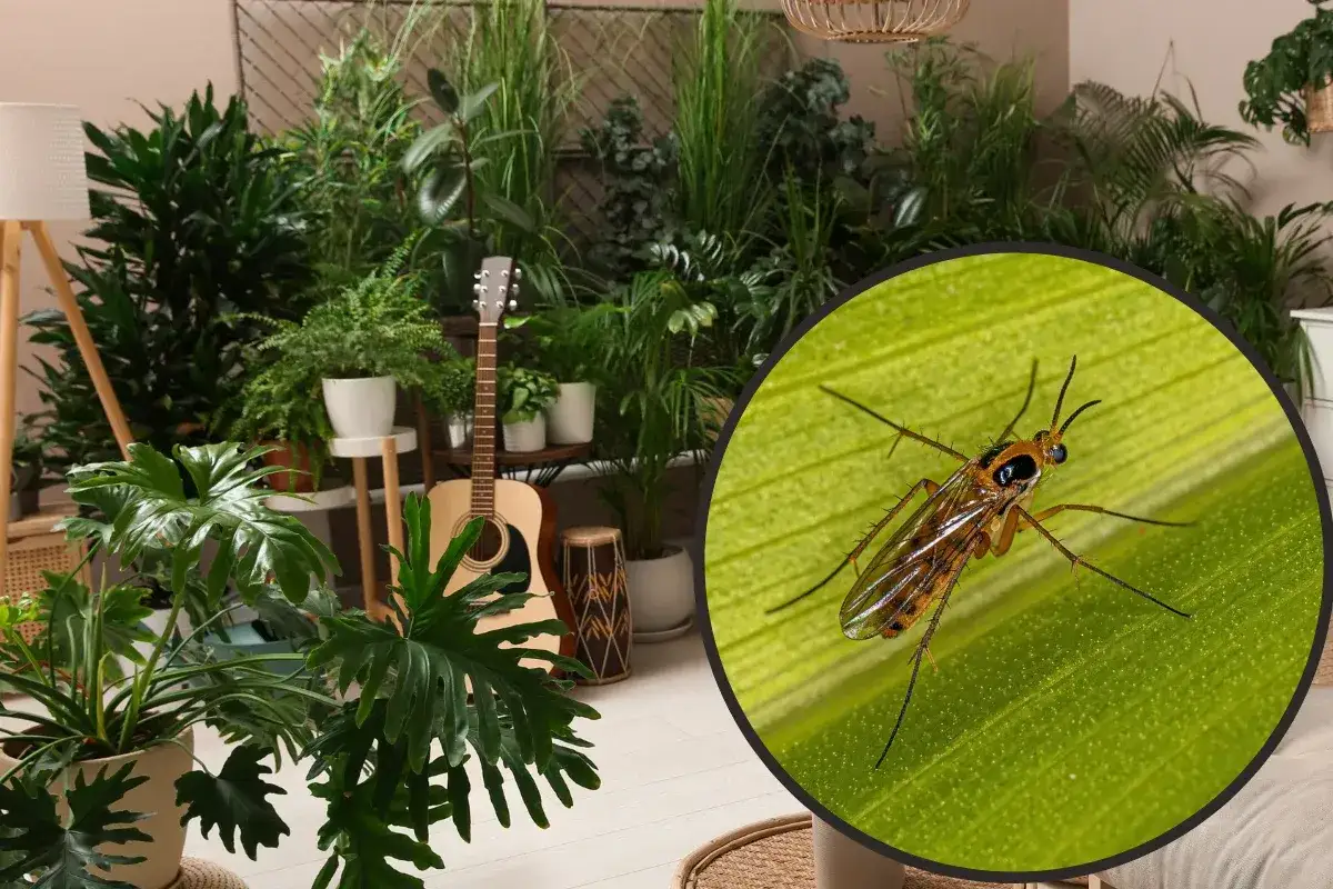 Mały owad na liściu, być może ziemiórka. W tle bujna roślinność i gitara. Czosnek na ziemiórki może pomóc w walce z tymi szkodnikami.