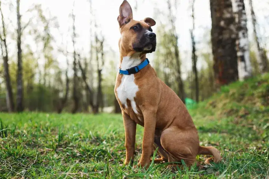 Obroża na kleszcze dla szczeniaka od kiedy? Bezpieczne stosowanie i porady