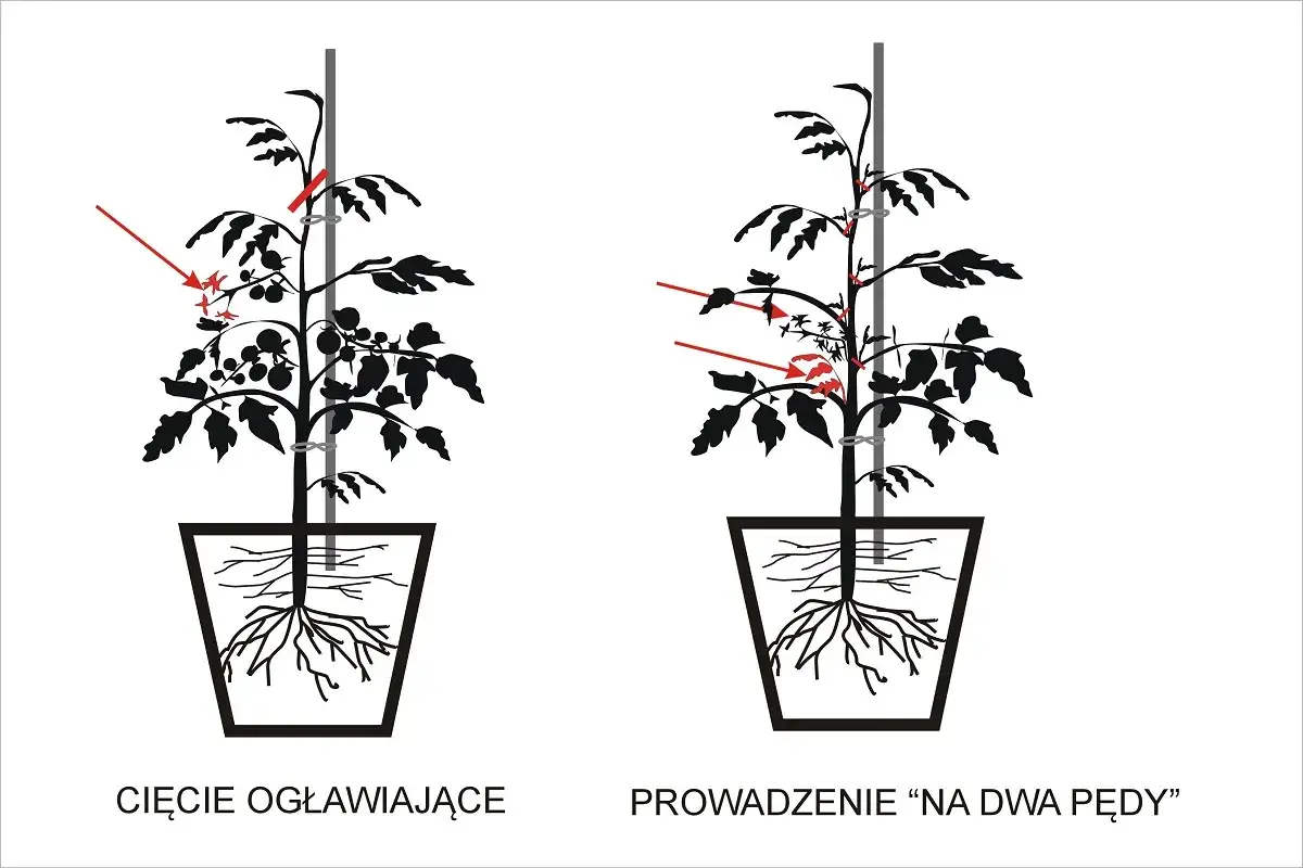 Przycinanie pomidorów: Poradnik, który zmieni Twoje zbiory!