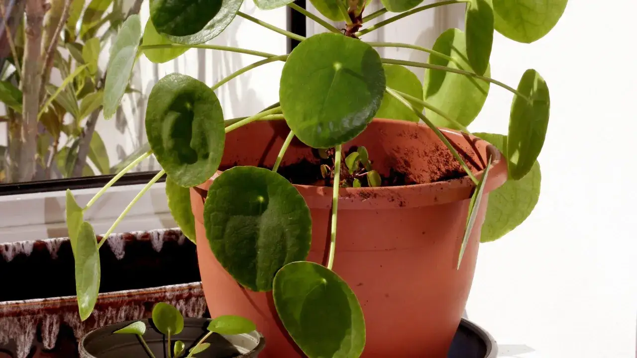 Kwiat pieniążek, znany też jako pilea, pięknie rośnie. Jego okrągłe liście tworzą gęstą kępę.