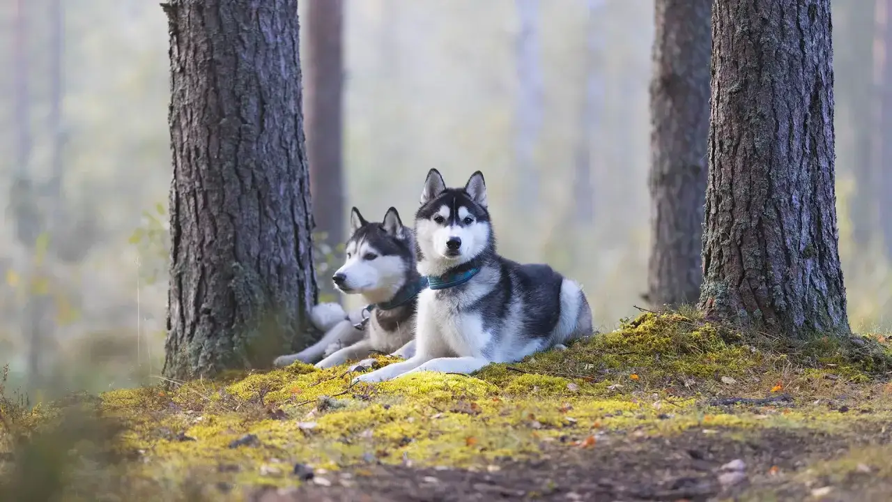 Dwa husky odpoczywają w lesie. Zastanawiasz się, ile żyje husky? Te psy mogą żyć nawet 15 lat!