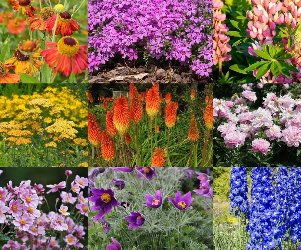 Najlepsze kwiaty do kwietnika - wybierz idealne rośliny do ogrodu