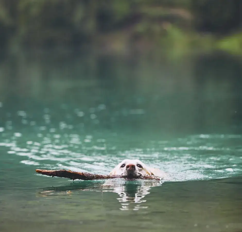 Najlepsze miejsca gdzie z psem nad wodę na Dolnym Śląsku: 8 bezpiecznych plaż