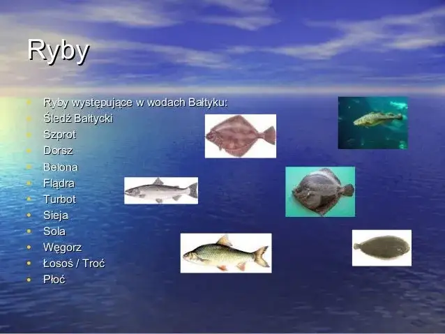 Co żyje w Morzu Bałtyckim? Odkryj fascynujący ekosystem mórz