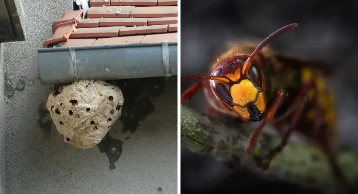 Gdzie zimuje szerszeń i jak uniknąć niebezpieczeństwa w okresie hibernacji