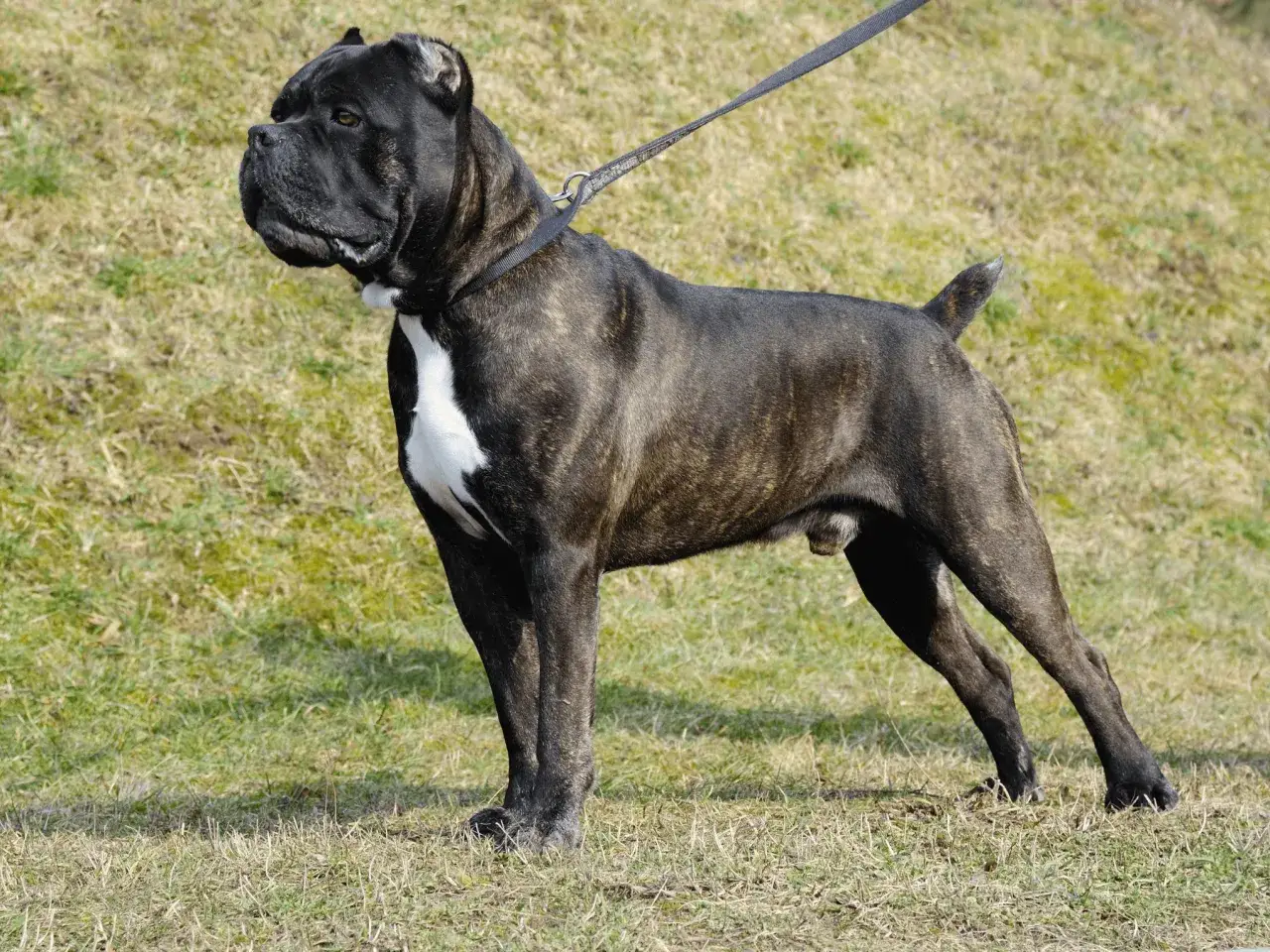 Żywienie szczeniaka cane corso: Ile, jak często i czym karmić?