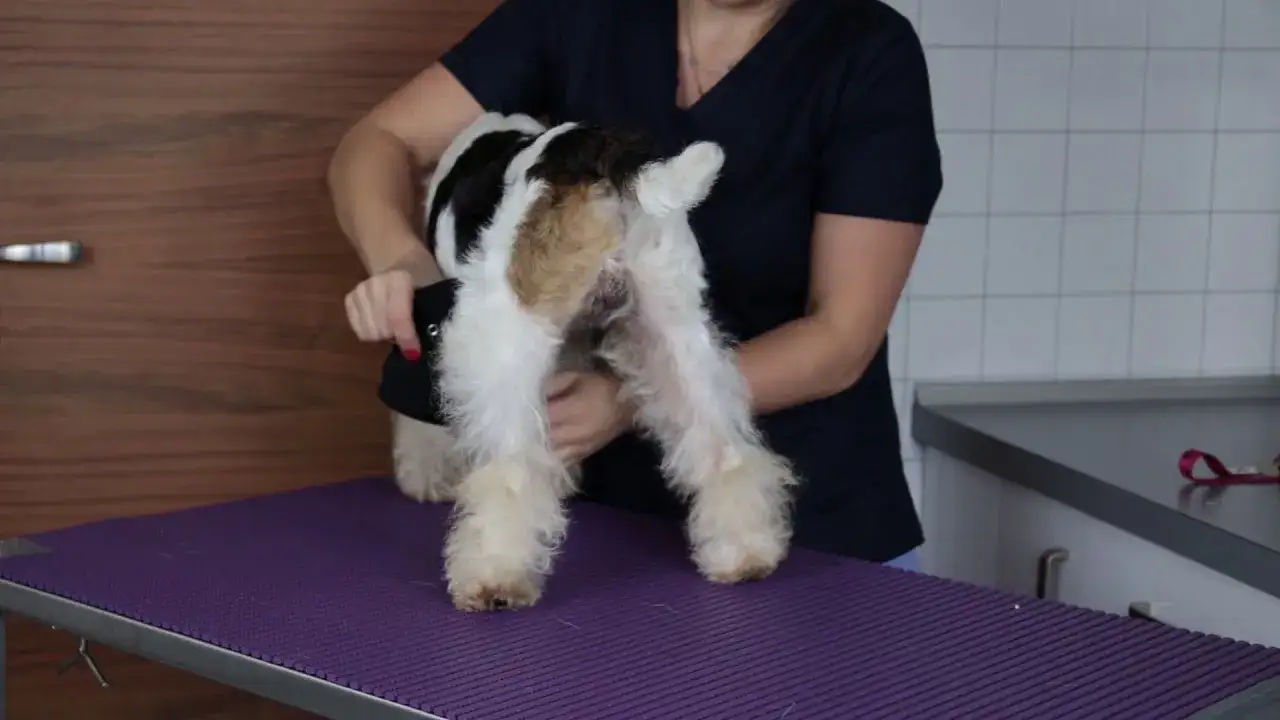 Jak uszyć majtki dla psa, aby zapewnić mu komfort i wygodę