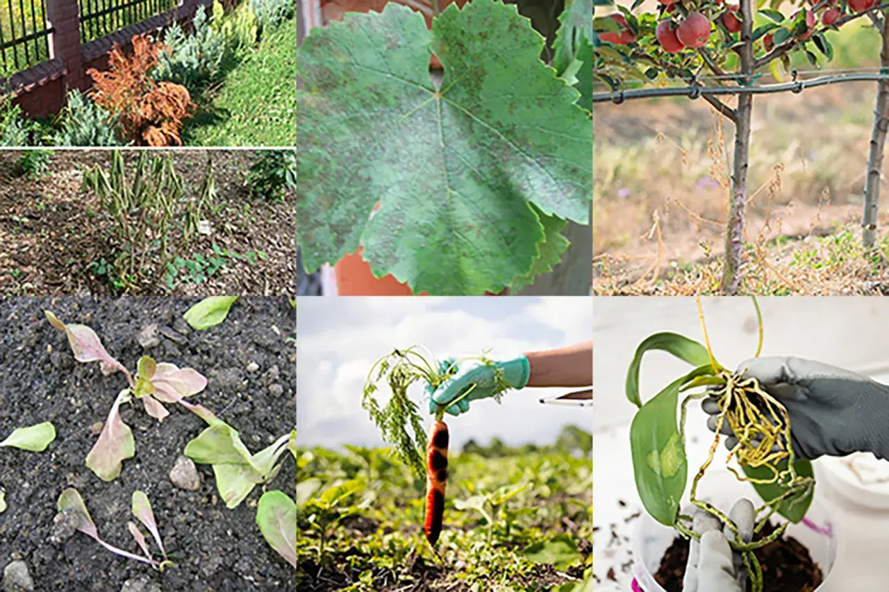 Objawy fytoftorozy na roślinach i ziemi. Jak odkazić ziemię po chorobie?