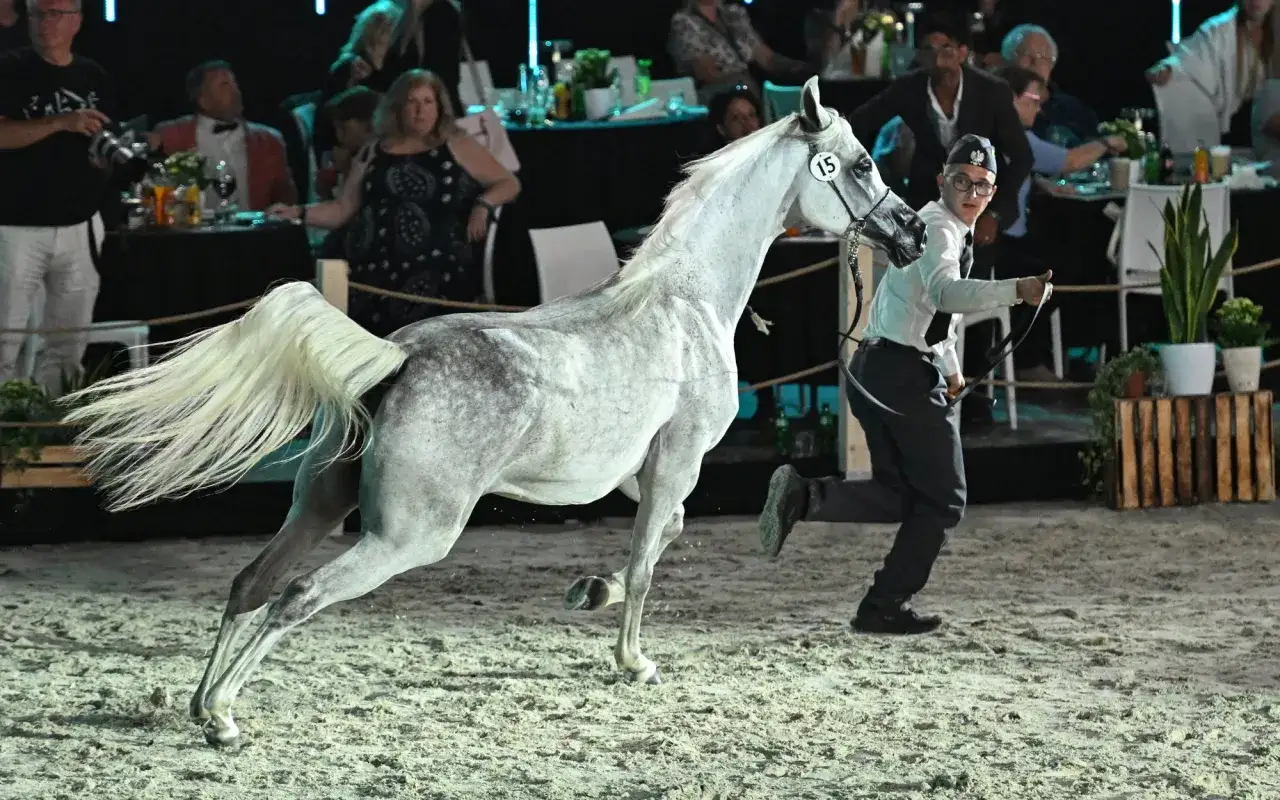Janów Podlaski: Poznaj legendę koni arabskich i zwiedź stadninę