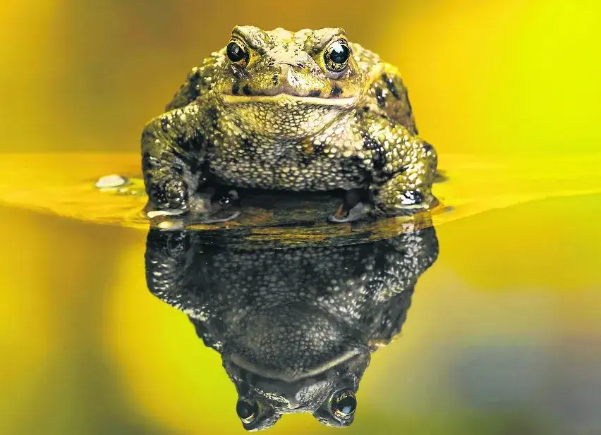 Czy jad ropuchy jest trujący dla psa? Dowiedz się, jak chronić pupila