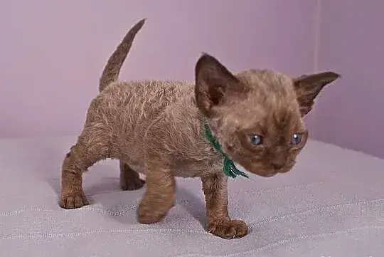 Devon Rex Pomorskie - najlepsze hodowle i zdrowe kocięta do adopcji