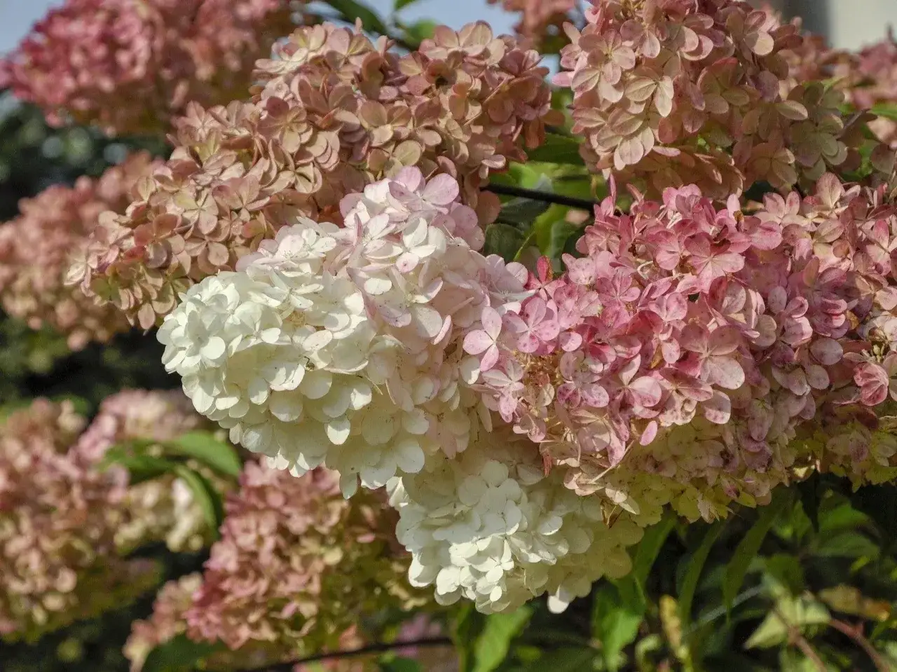 Kiedy sadzić hortensje? Krzewy z białymi i różowymi kwiatostanami, idealne do ogrodu.