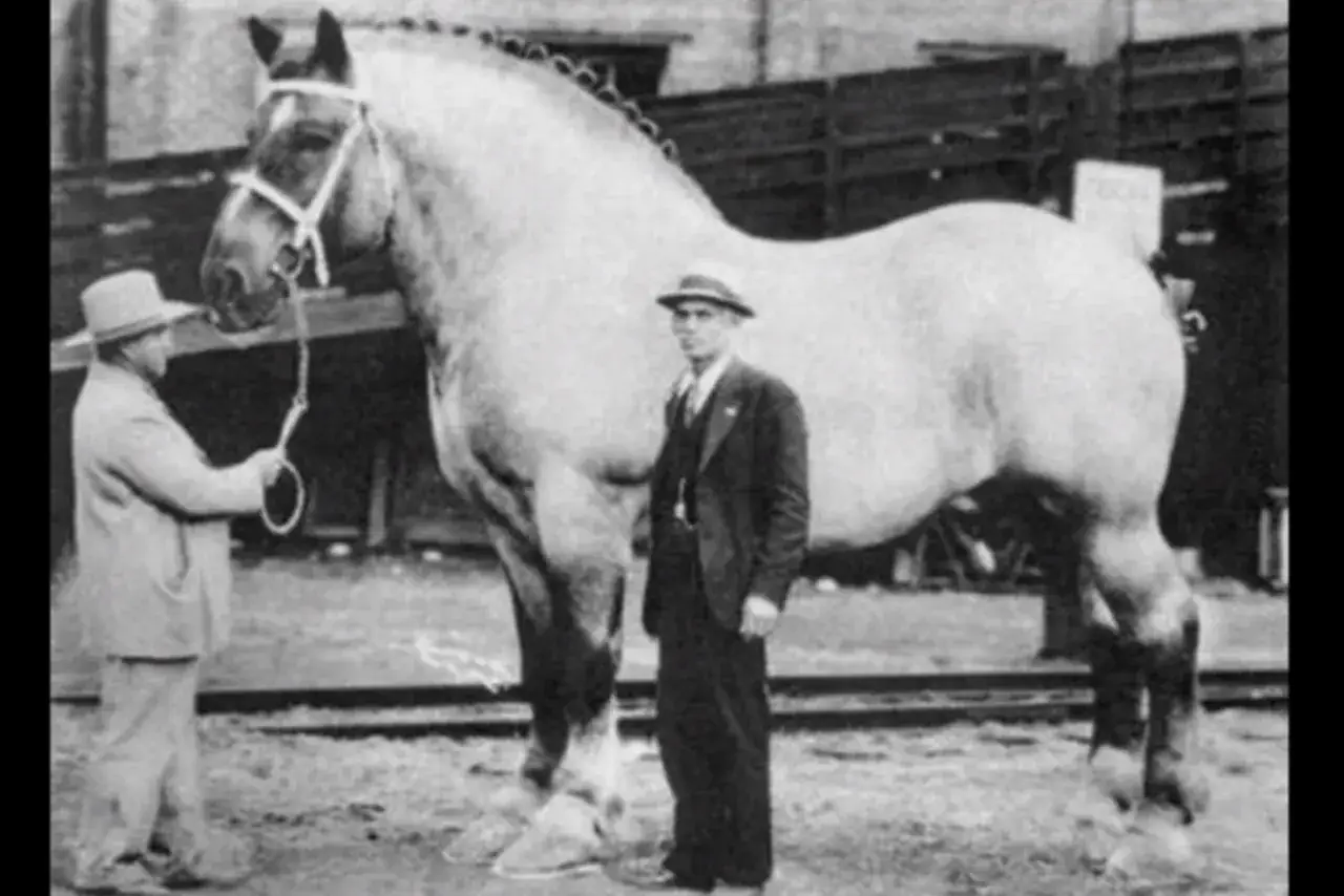 Kto jest największym koniem na świecie? Poznaj Big Jake'a i gigantów!
