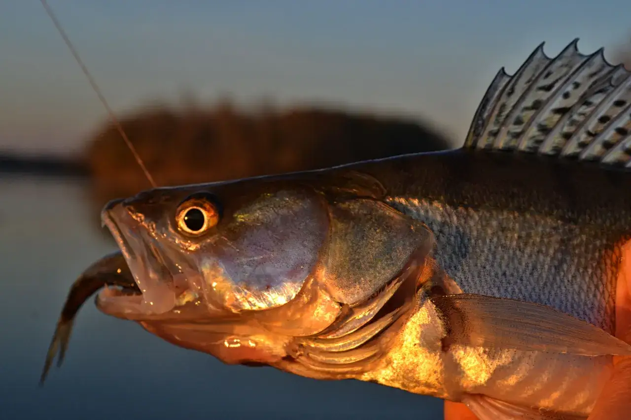 Złowiony sandacz z otwartym pyskiem, w którym widać przynętę. Idealny haczyk na sandacza z gruntu to klucz do sukcesu.