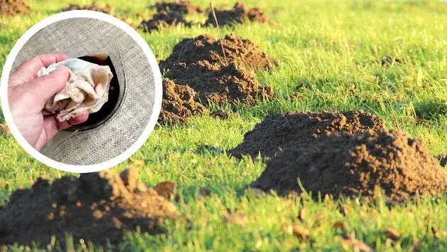 Skuteczne metody, jak pozbyć się kretów z ogrodu i ocalić trawnik