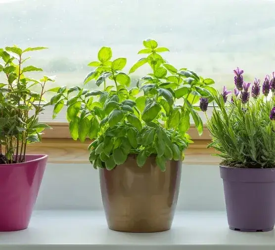 Czy bazylia przezimuje w ogrodzie? Oto co musisz wiedzieć