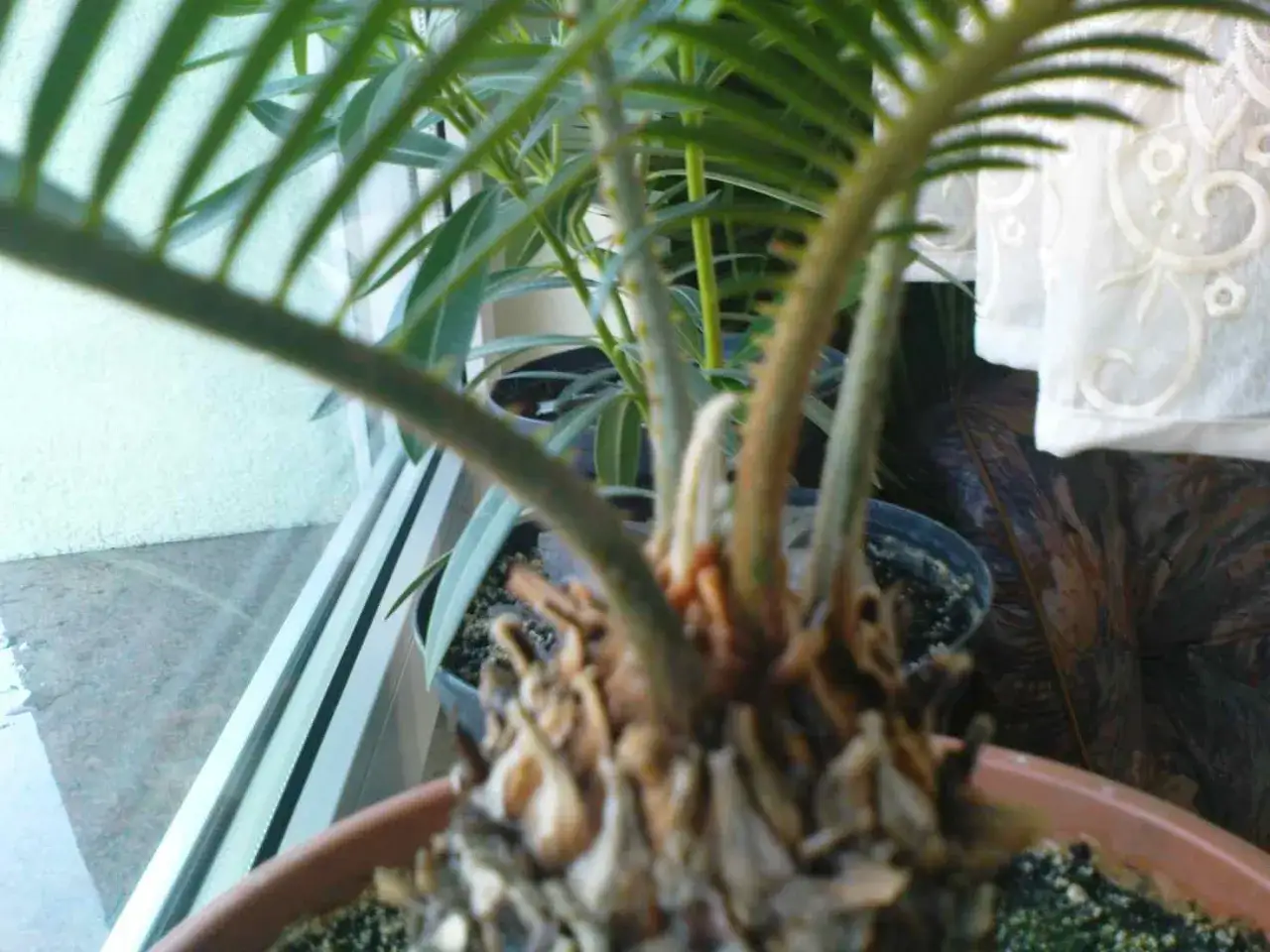 Palma cykas żółkną liście, widać jej zdrewniałą podstawę i zielone, długie liście.