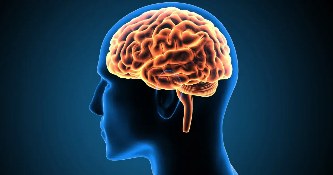 Ilustracja mózgu w profilu. Szukasz informacji, jakie leki na niedotlenienie mózgu mogą pomóc?