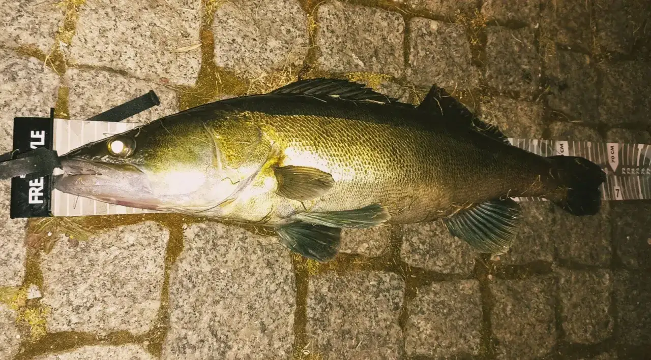 Piękny sandacz złowiony na spinning. Ryba leży na kamiennym podłożu obok miarki.