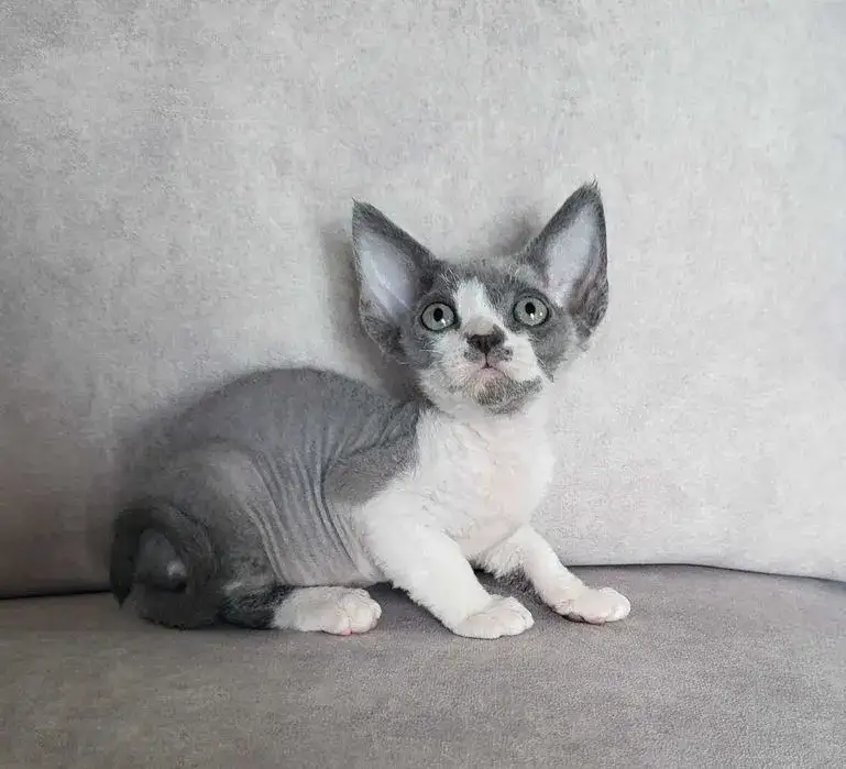Koty Devon Rex sprzedam – poznaj najlepsze oferty i ceny w Polsce