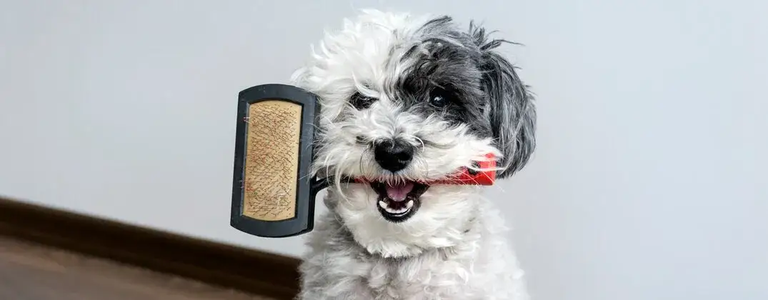 Czym czesać psa z krótką sierścią, aby uniknąć problemów z pielęgnacją?