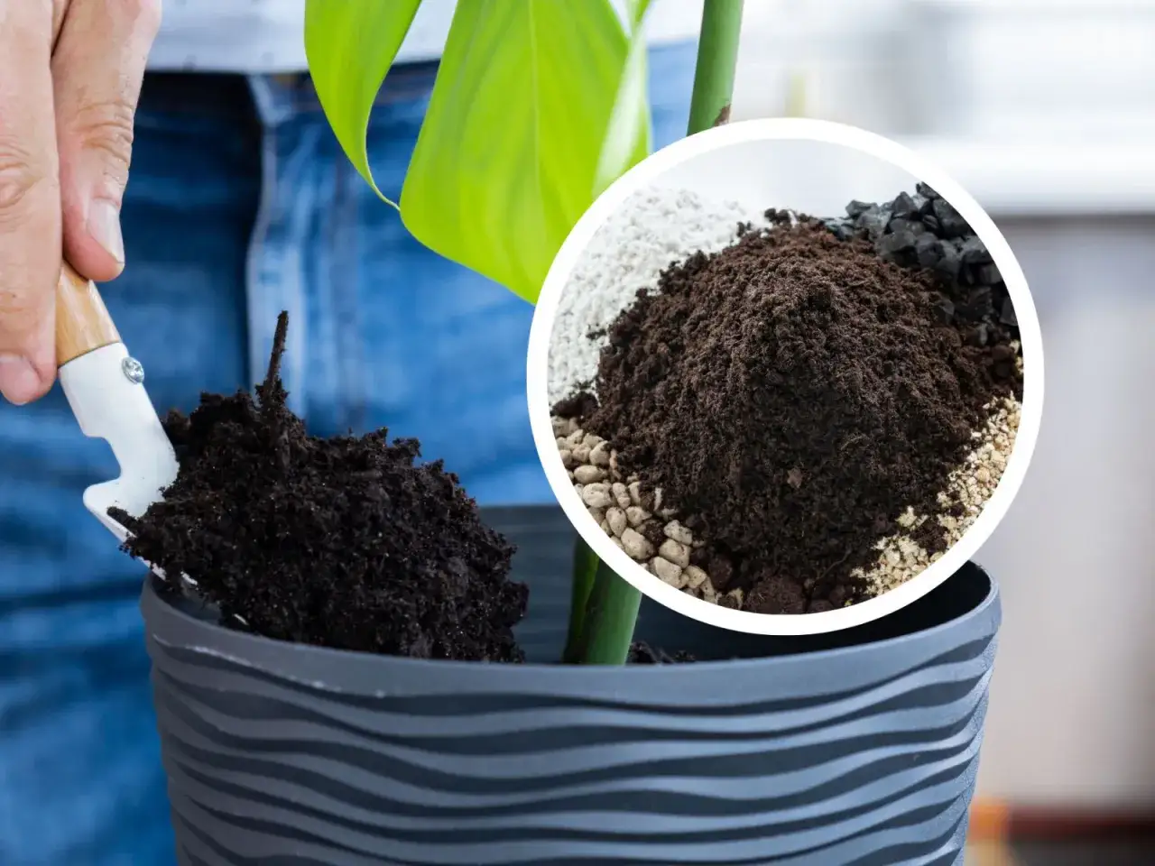 Wsypywanie ziemi do juki do doniczki. W okręgu widać mieszankę ziemi, perlitu i węgla drzewnego.