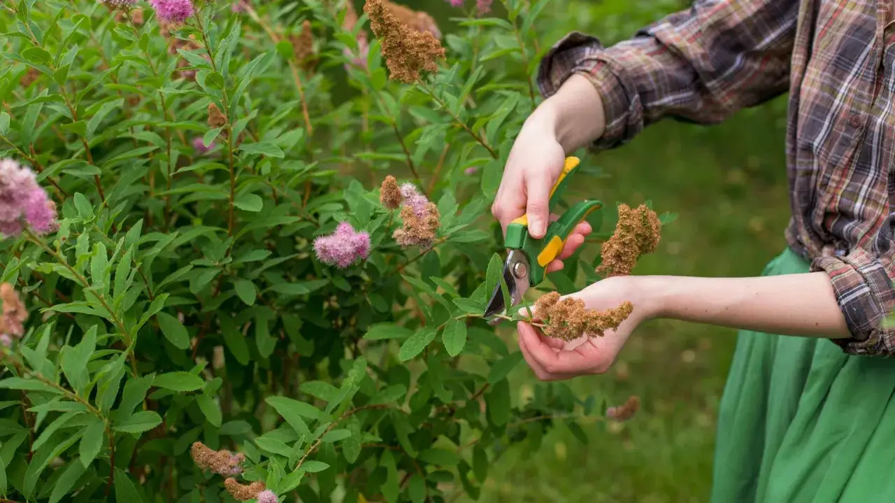 Przycinanie tawułek: Kiedy i jak ciąć, by kwitły obficie?