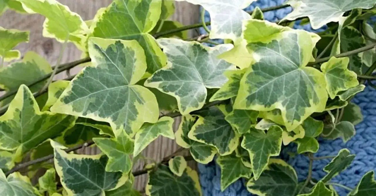 Czy bluszcz jest trujący dla psa? Objawy zatrucia i zagrożenia